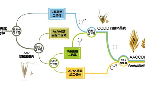 燕麦属于碳水化合物吗